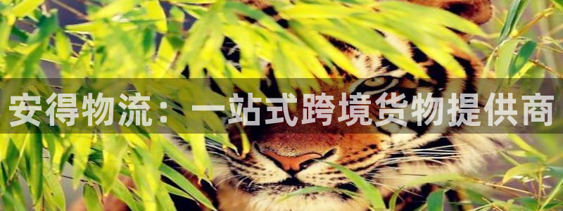 28圈预测加拿大：安得物流：一站式跨